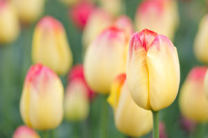 Tulip flower, Tulipa hybrid, isolated Tulip flower, Tulipa hybrid, isolated
